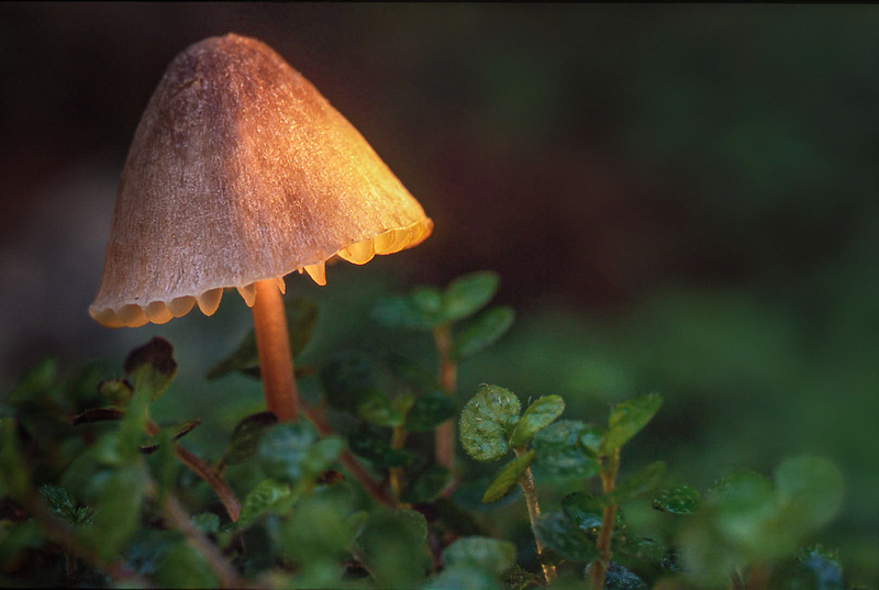 Cline Photography Magnificent Mushrooms