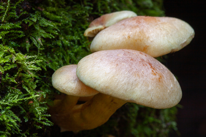 Cline Photography Magnificent Mushrooms