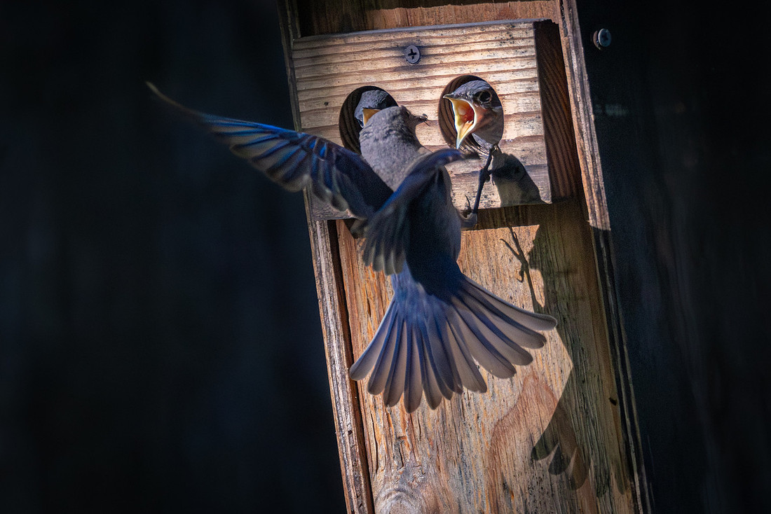 Western bluebird and chicks