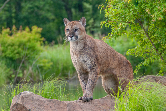 Mountain Lion