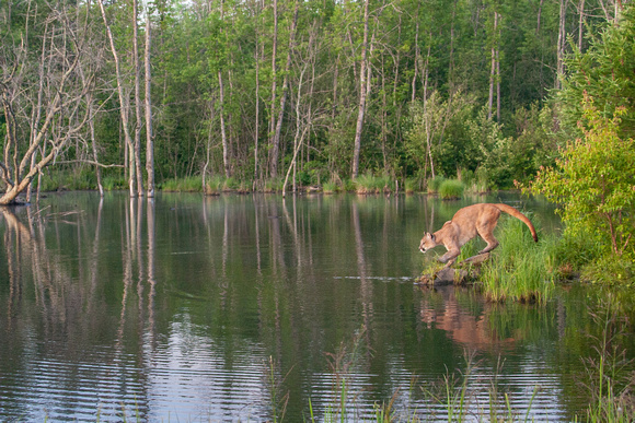 Mountain Lion