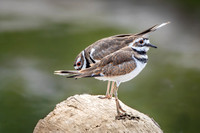 Killdeer