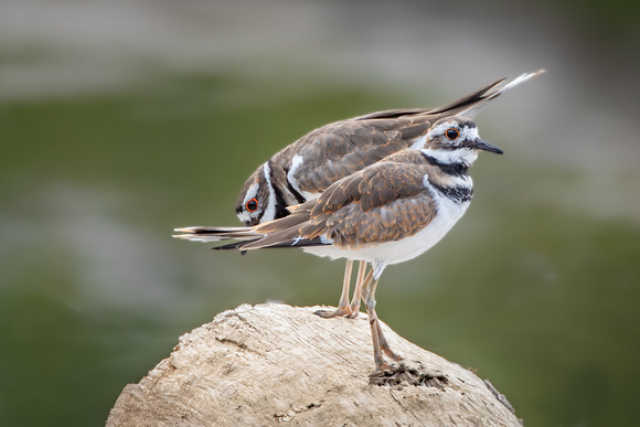 Killdeer