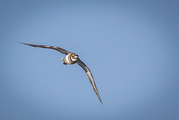 Killdeer