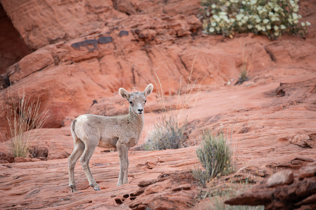 Peninsular Desert Bighorn Sheep lamb