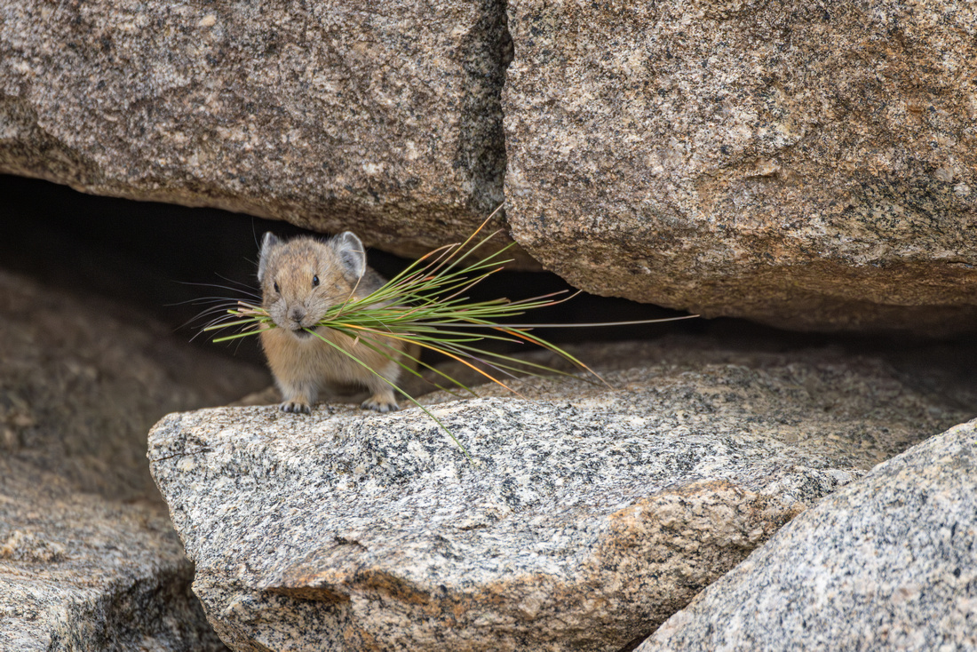 Pika