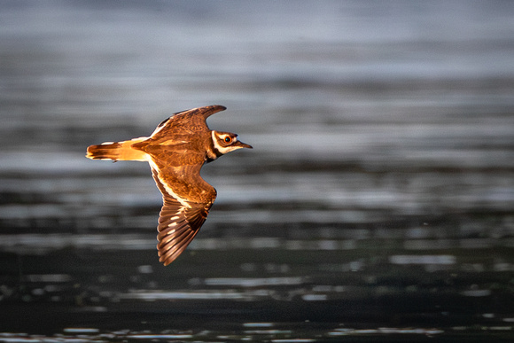 Killdeer