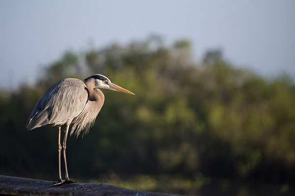 Great Blue Heron