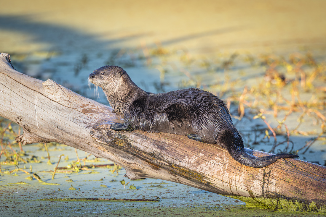 River Otter