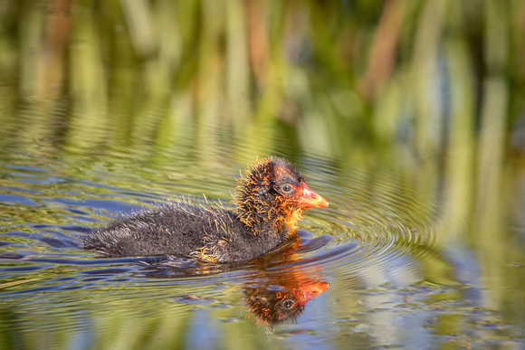 American Coot chick