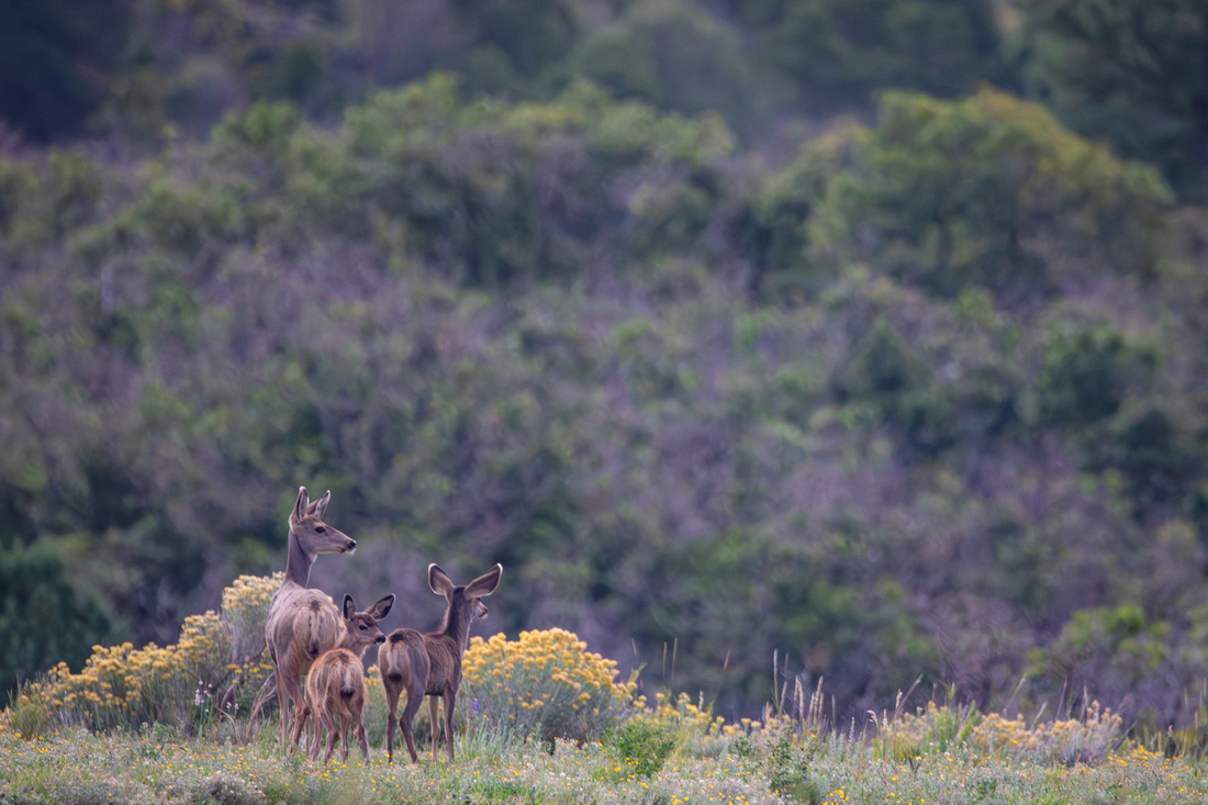 Mule Deer doe and fawns