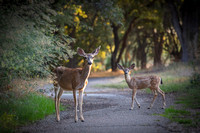 Black Tail Doe and Fawn