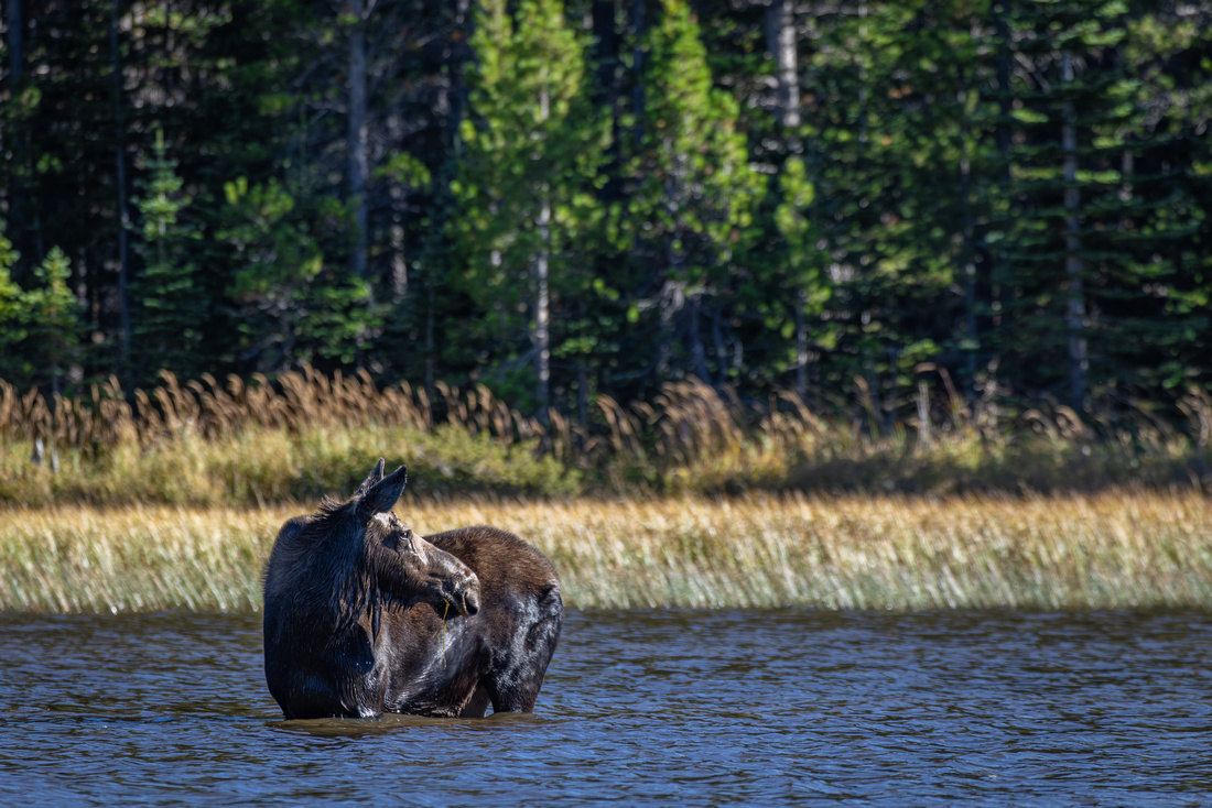 Moose, Bierdstadt Lake