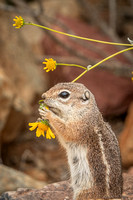 Harris Antelope Ground Squirrel