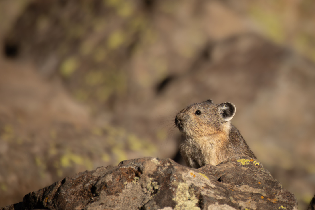 Pika