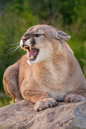 Mountain Lion