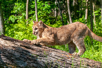 Mountain Lion