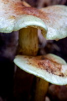 Unknown mushroom