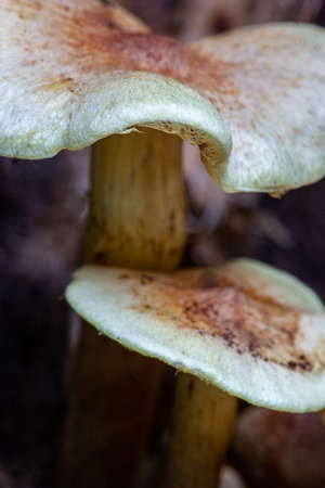 Unknown mushroom