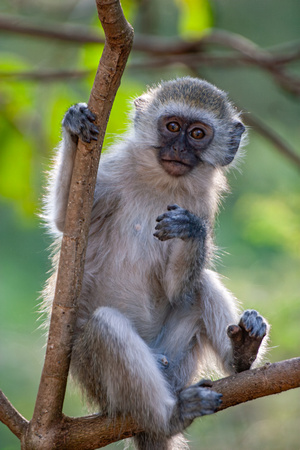 Vervet monkey