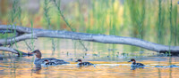 Common Merganser with chicks