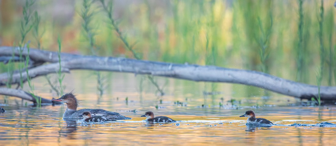 Common Merganser with chicks