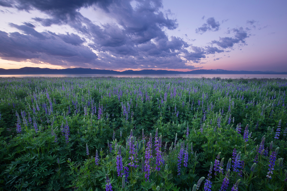 Lupine at sunrise