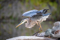 Great Blue Heron