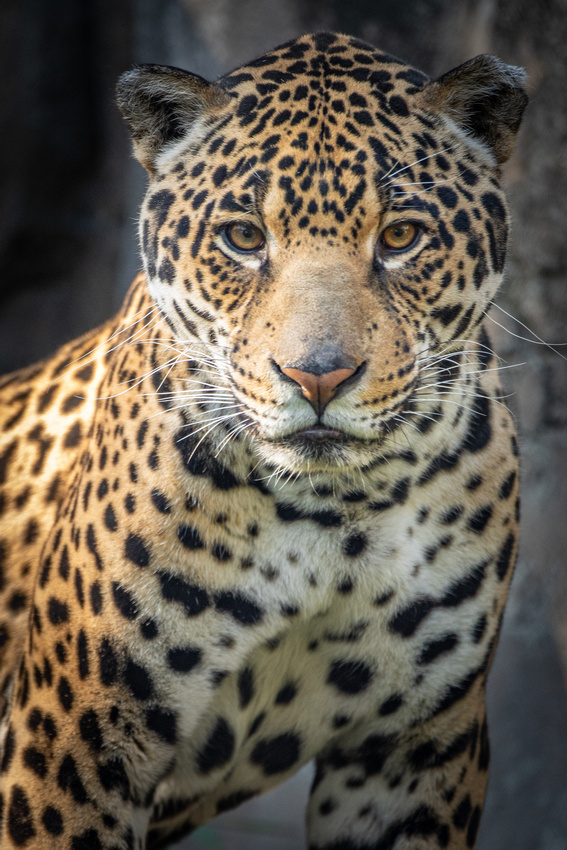 Jaguar, Sacramento Zoo