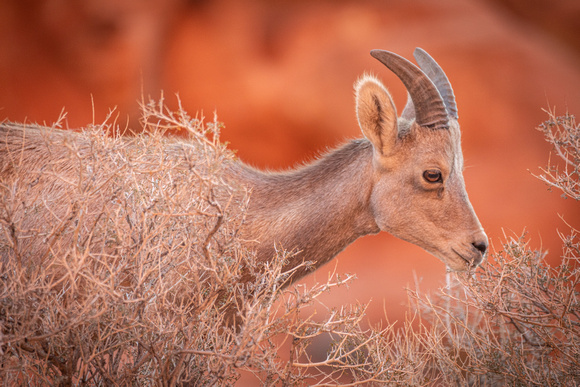 Bighorn sheep