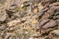 Bighorn sheep