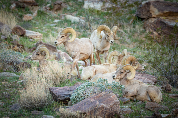 Bighorn sheep