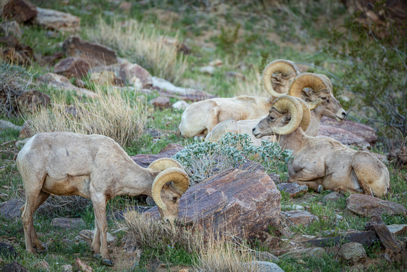 Bighorn sheep