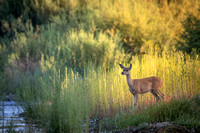 Black Tail Doe