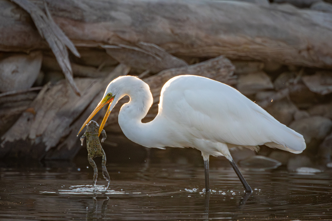 Egret with frog