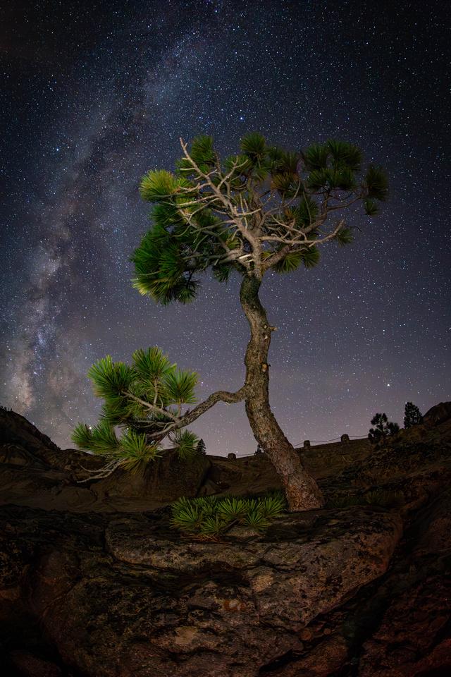 Tree and Milky Way