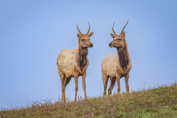 Juvenile Male Tule Elk