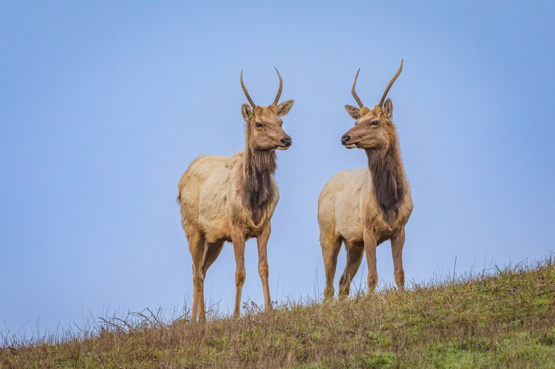 Juvenile Male Tule Elk