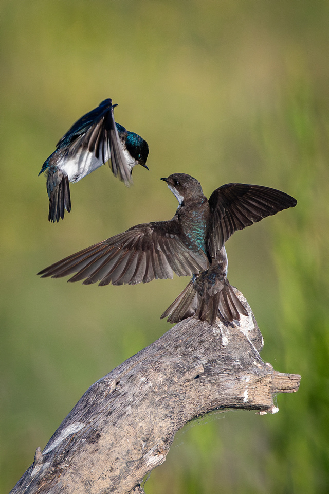 Tree Swallows Adult and Juvenile