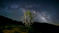 Ancient Bristlecone