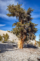 Ancient Bristlecone