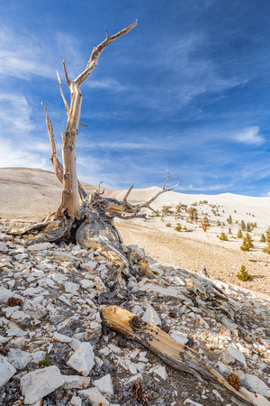 Ancient Bristlecone