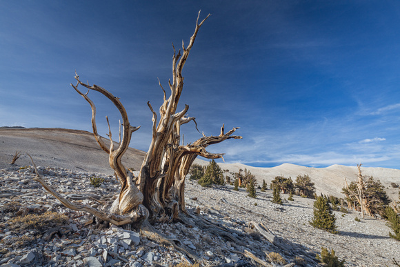 Ancient Bristlecone