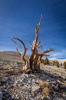 Ancient Bristlecone