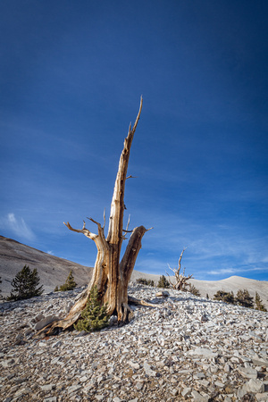 Ancient Bristlecone