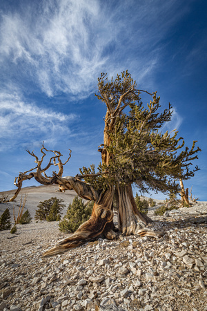 Ancient Bristlecone