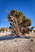 Ancient Bristlecone