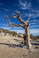 Ancient Bristlecone