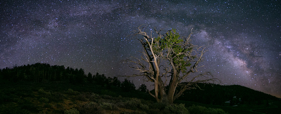 Ancient Bristlecone