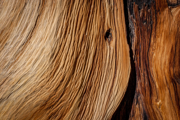 Ancient Bristlecone